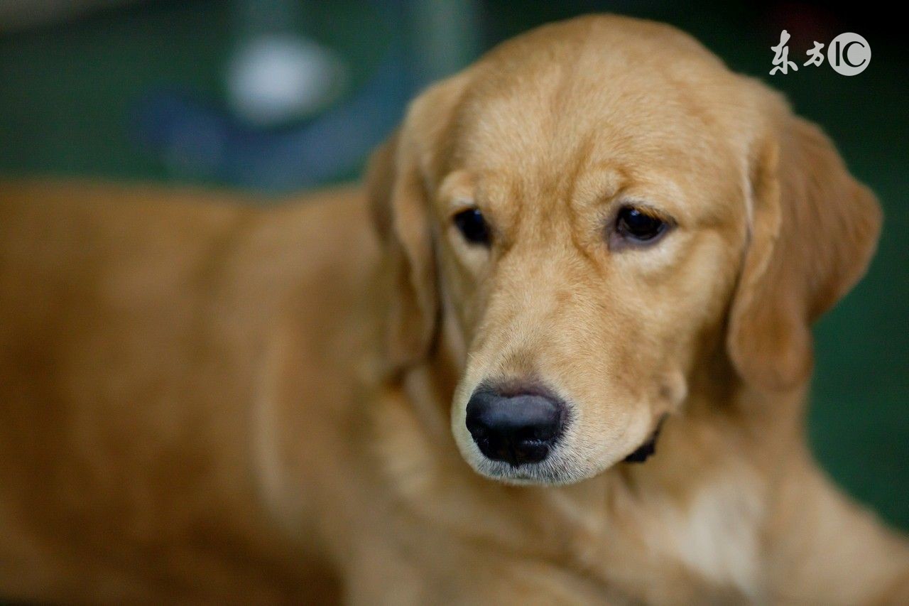 盘点全网最精的狗狗,史上最全狗狗大全