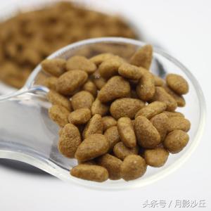 泰迪犬的用品都有哪些,新手养泰迪必买的用品