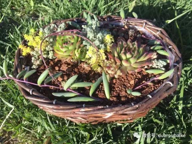 养了一年多的多肉没啥变化说说,养了几年的多肉快要全军覆没了