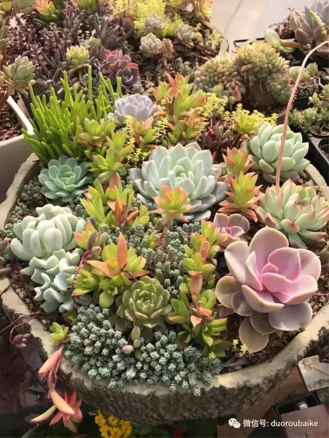 养了一年多的多肉没啥变化说说,养了几年的多肉快要全军覆没了