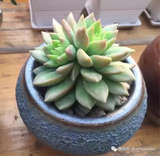 养了一年多的多肉没啥变化说说,养了几年的多肉快要全军覆没了