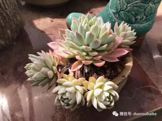 养了一年多的多肉没啥变化说说,养了几年的多肉快要全军覆没了