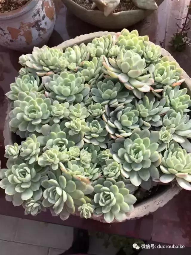 养了一年多的多肉没啥变化说说,养了几年的多肉快要全军覆没了