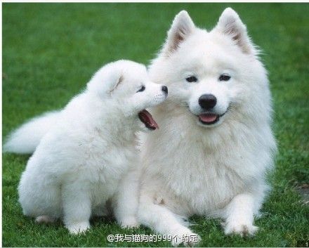 盘点全网最精的狗狗,史上最全狗狗大全