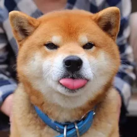 盘点全网最精的狗狗,史上最全狗狗大全