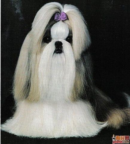 盘点全网最精的狗狗,史上最全狗狗大全