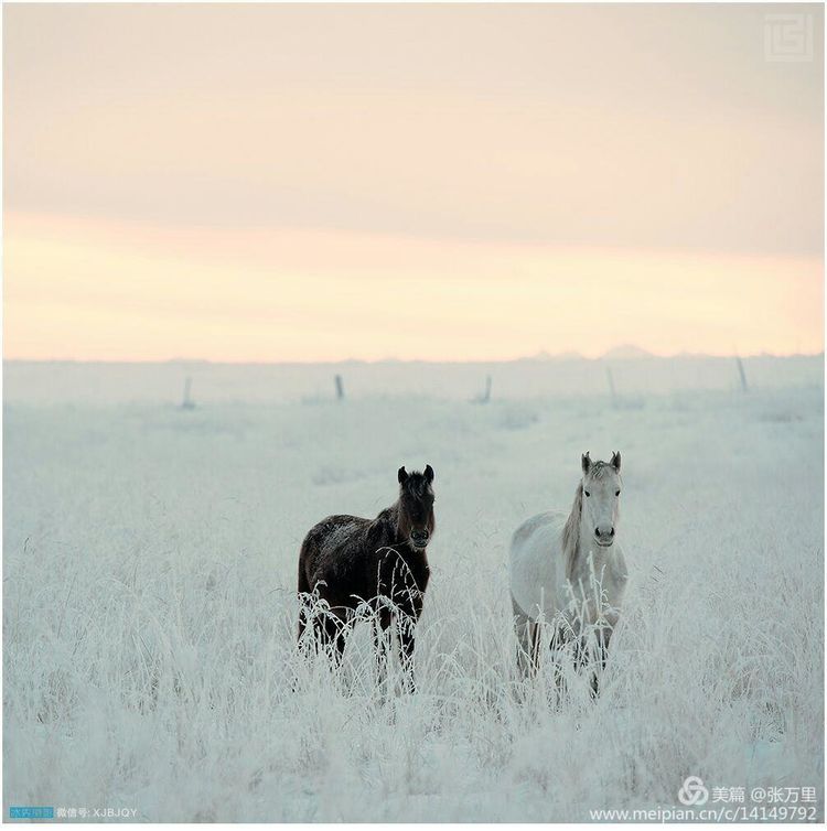 美丽*疆新**100张——美在雪山，美在草原，美在戈壁，美在心灵！