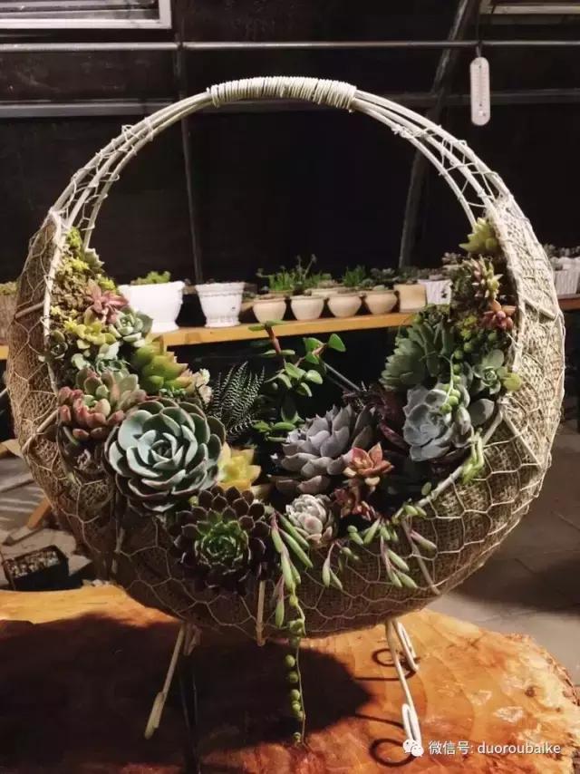 养了一年多的多肉没啥变化说说,养了几年的多肉快要全军覆没了