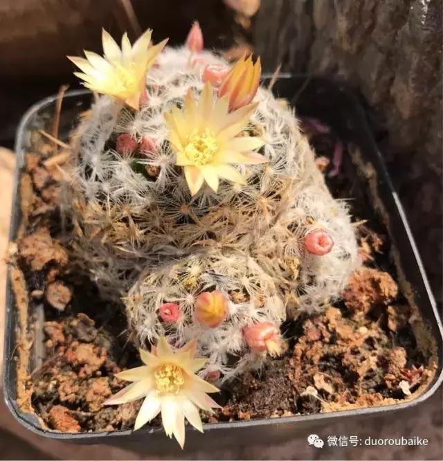 养了一年多的多肉没啥变化说说,养了几年的多肉快要全军覆没了