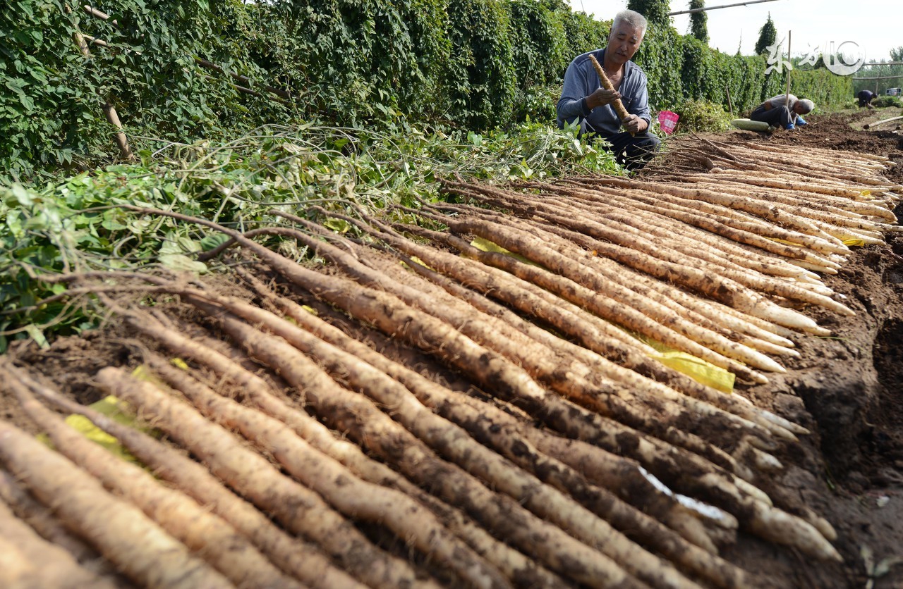 止咳化痰偏方简单有效萝卜,止咳化痰偏方