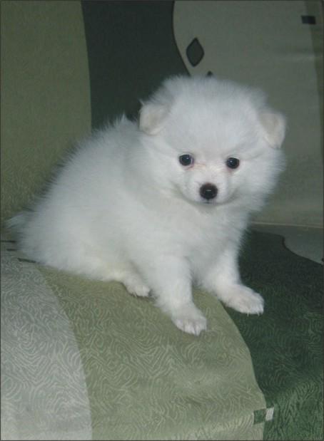 盘点全网最精的狗狗,史上最全狗狗大全