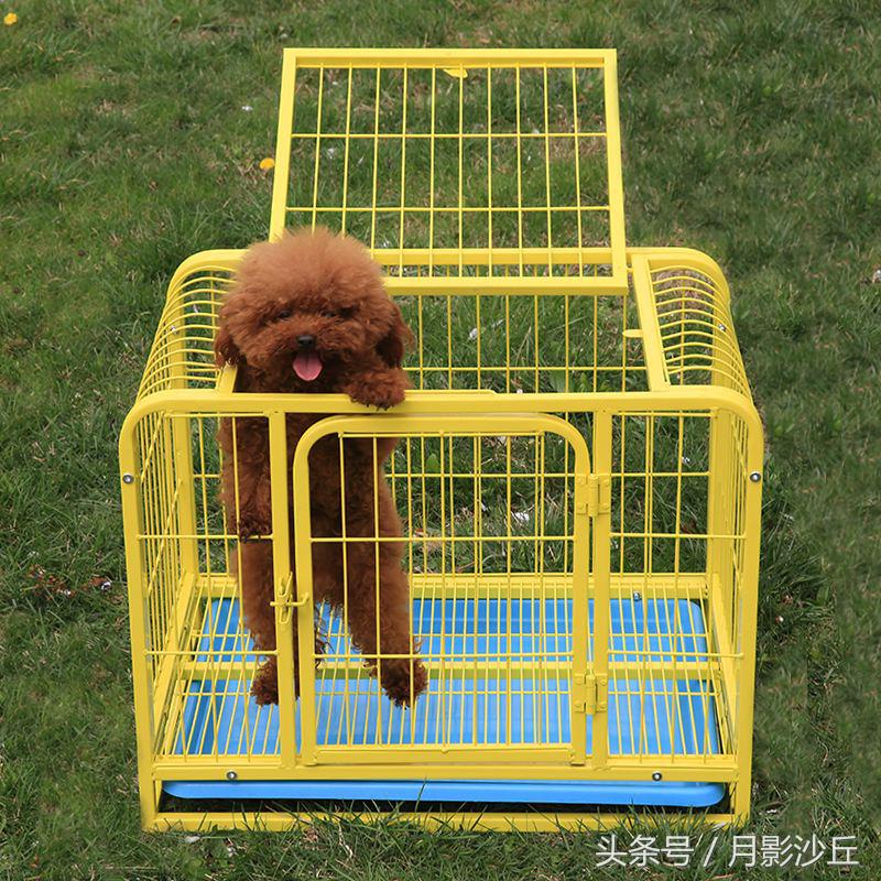 泰迪犬的用品都有哪些,新手养泰迪必买的用品