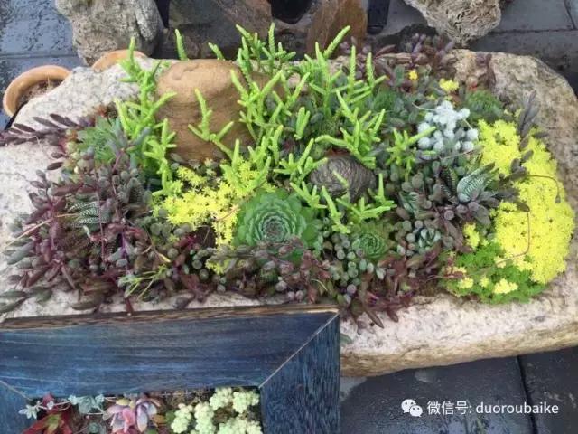 养了一年多的多肉没啥变化说说,养了几年的多肉快要全军覆没了