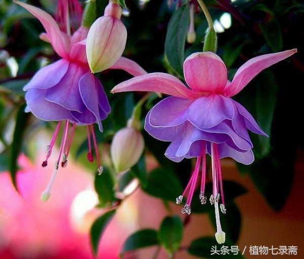 初春如何养好花卉盆栽图片,居家如何养好花卉植物盆栽