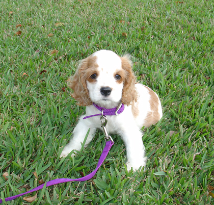 盘点全网最精的狗狗,史上最全狗狗大全