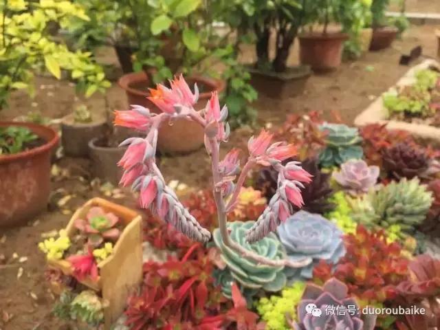 养了一年多的多肉没啥变化说说,养了几年的多肉快要全军覆没了