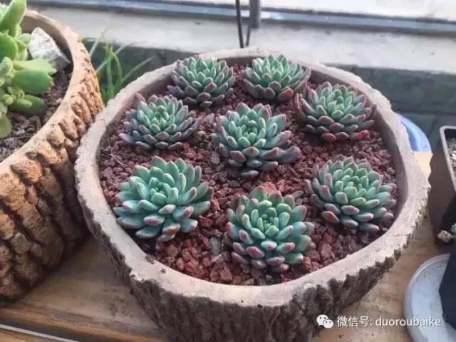 养了一年多的多肉没啥变化说说,养了几年的多肉快要全军覆没了