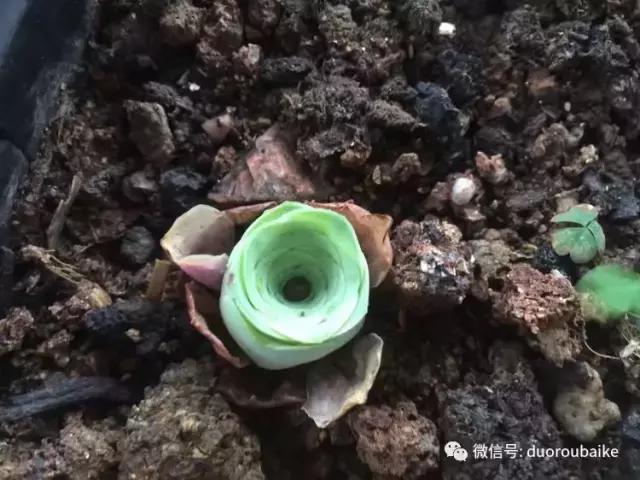 养了一年多的多肉没啥变化说说,养了几年的多肉快要全军覆没了