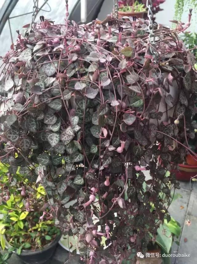 养了一年多的多肉没啥变化说说,养了几年的多肉快要全军覆没了