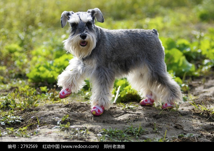 盘点全网最精的狗狗,史上最全狗狗大全