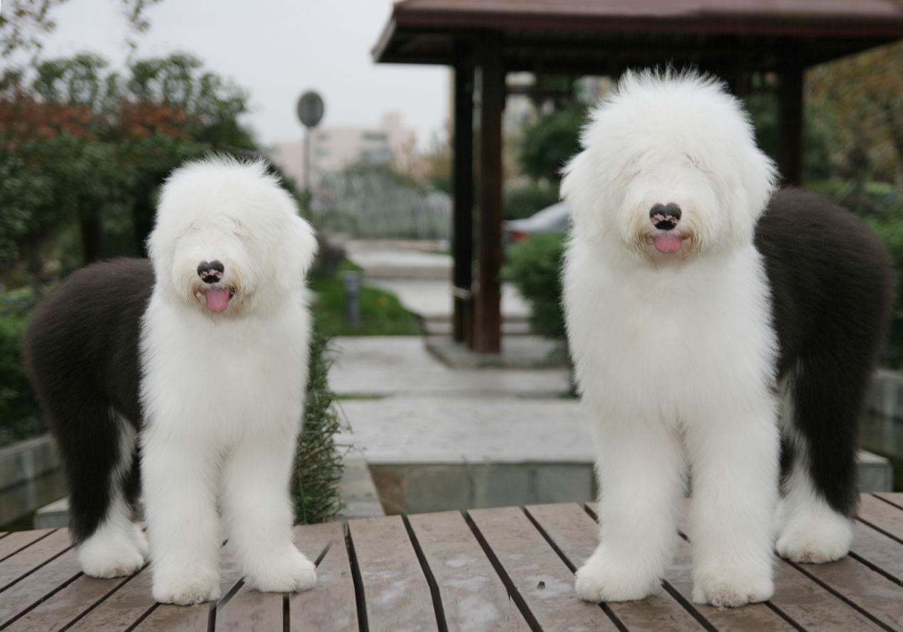 盘点全网最精的狗狗,史上最全狗狗大全