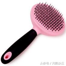 泰迪犬的用品都有哪些,新手养泰迪必买的用品