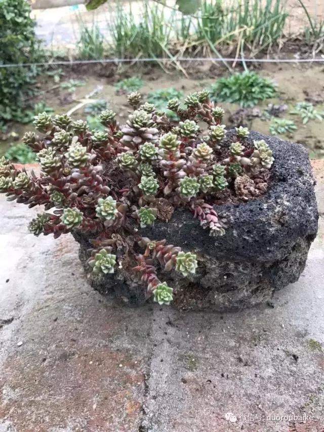 养了一年多的多肉没啥变化说说,养了几年的多肉快要全军覆没了