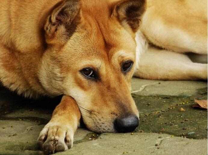 狗狗最常见的死亡原因,狗狗有哪些病会突然死亡