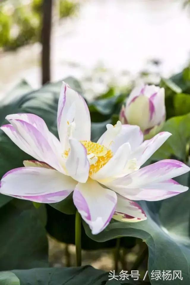 五一扬州瘦西湖风景区门票价格,2022年扬州瘦西湖门票多少钱