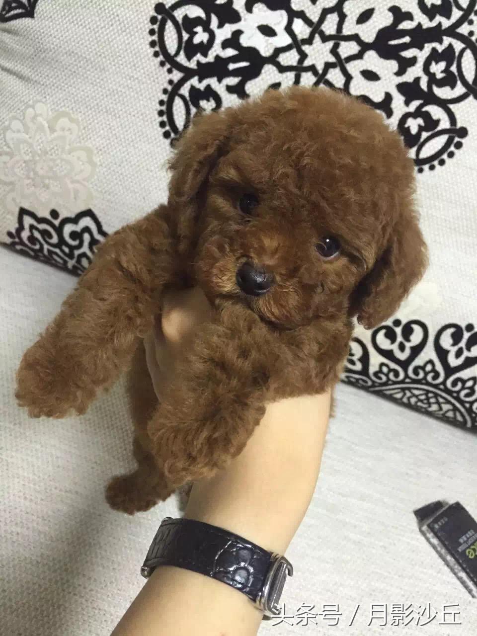 泰迪犬的用品都有哪些,新手养泰迪必买的用品