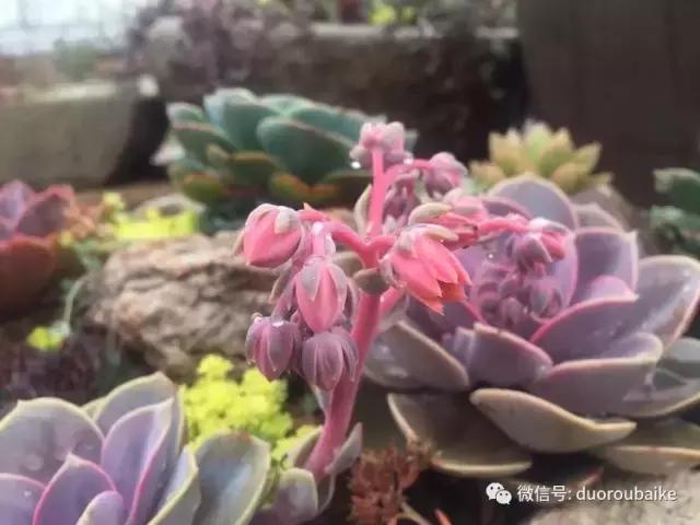 养了一年多的多肉没啥变化说说,养了几年的多肉快要全军覆没了