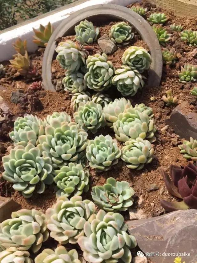 养了一年多的多肉没啥变化说说,养了几年的多肉快要全军覆没了