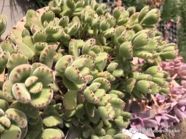 养了一年多的多肉没啥变化说说,养了几年的多肉快要全军覆没了