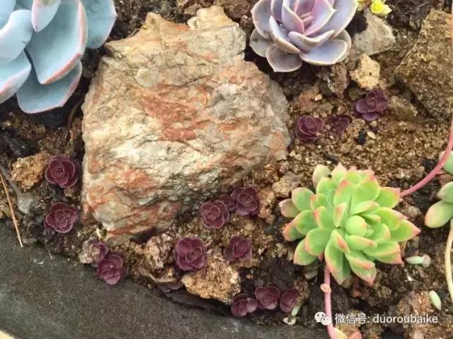 养了一年多的多肉没啥变化说说,养了几年的多肉快要全军覆没了