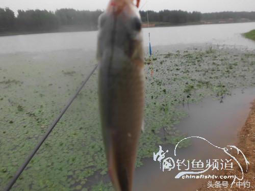 野河深秋降温后钓鲫鱼,冬钓鲫阴雨天怎样钓