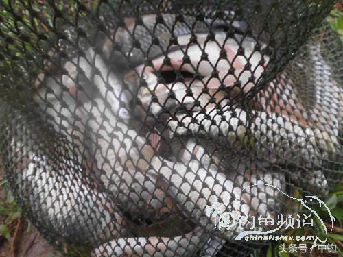 野河深秋降温后钓鲫鱼,冬钓鲫阴雨天怎样钓