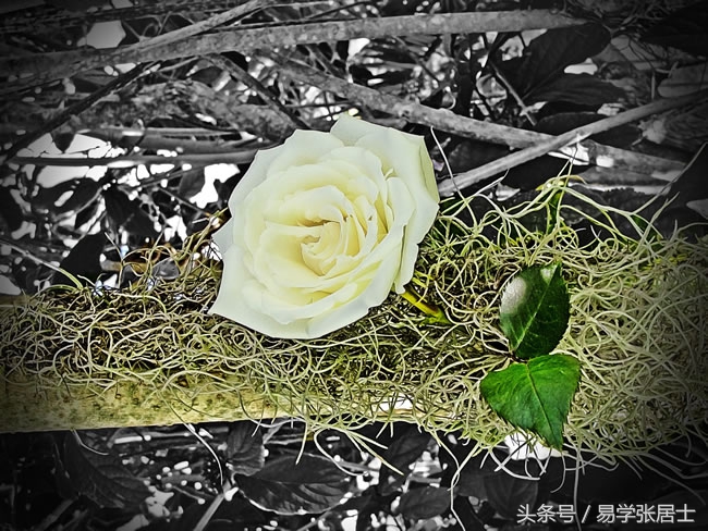 枯萎的白玫瑰的花语,白玫瑰的花语我足够与你相配