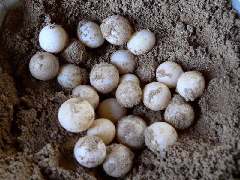 鸡蛋鸭蛋鹅蛋鸽子蛋哪个最有营养,鸡蛋鹅蛋鸽子蛋的营养有什么差别