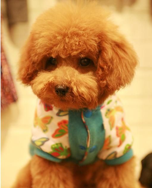 怎么训练泰迪听话学会6招就够了,如何训练泰迪一些基本常识