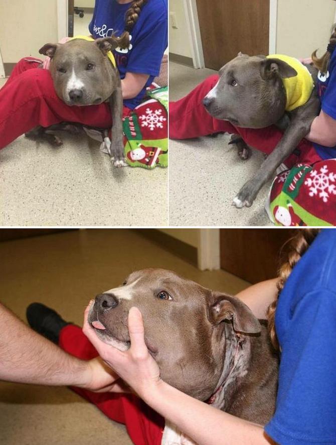 狗狗嘴肿的跟包子一样,狗狗一边脸被蜜蜂叮肿的照片