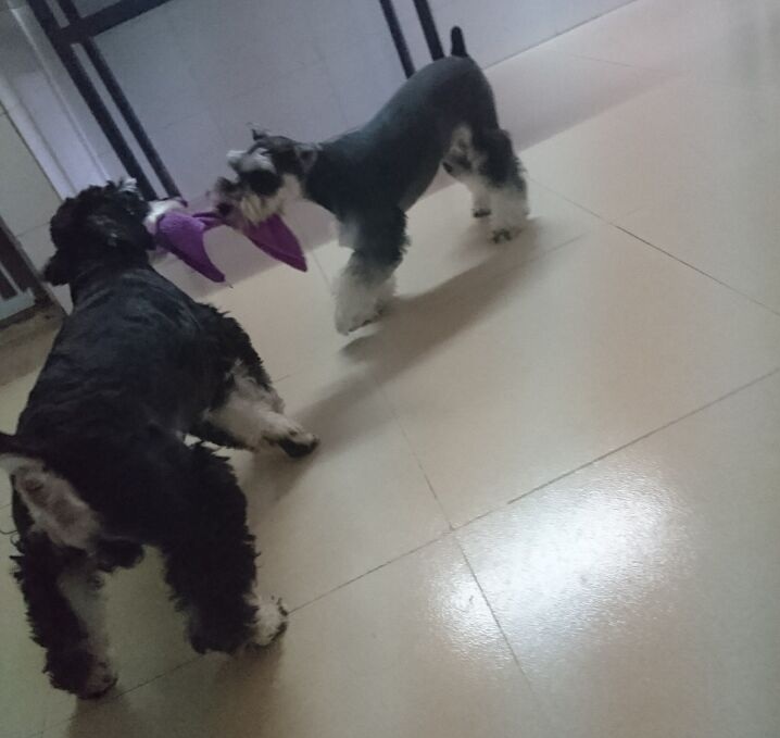 雪纳瑞狗狗最喜欢什么玩具,雪纳瑞狗狗喜欢玩什么玩具呀