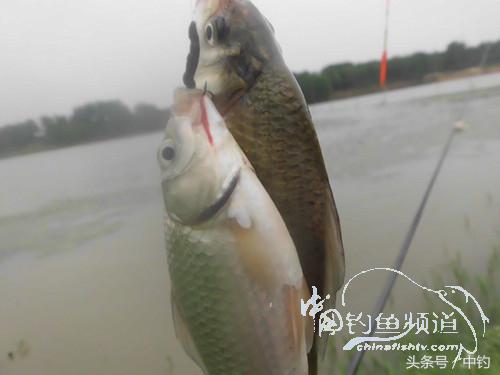 野河深秋降温后钓鲫鱼,冬钓鲫阴雨天怎样钓