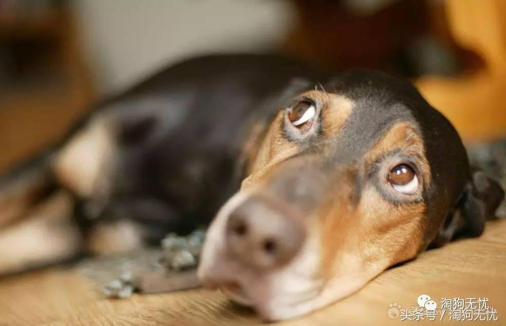 养狗前要学会的八件事,新手养狗怎么给狗狗养成习惯