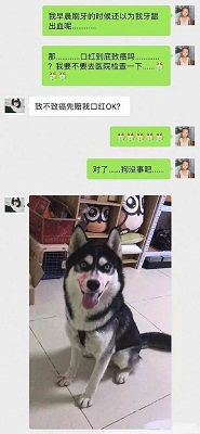主人发现二哈喝酒,主人醉酒二哈