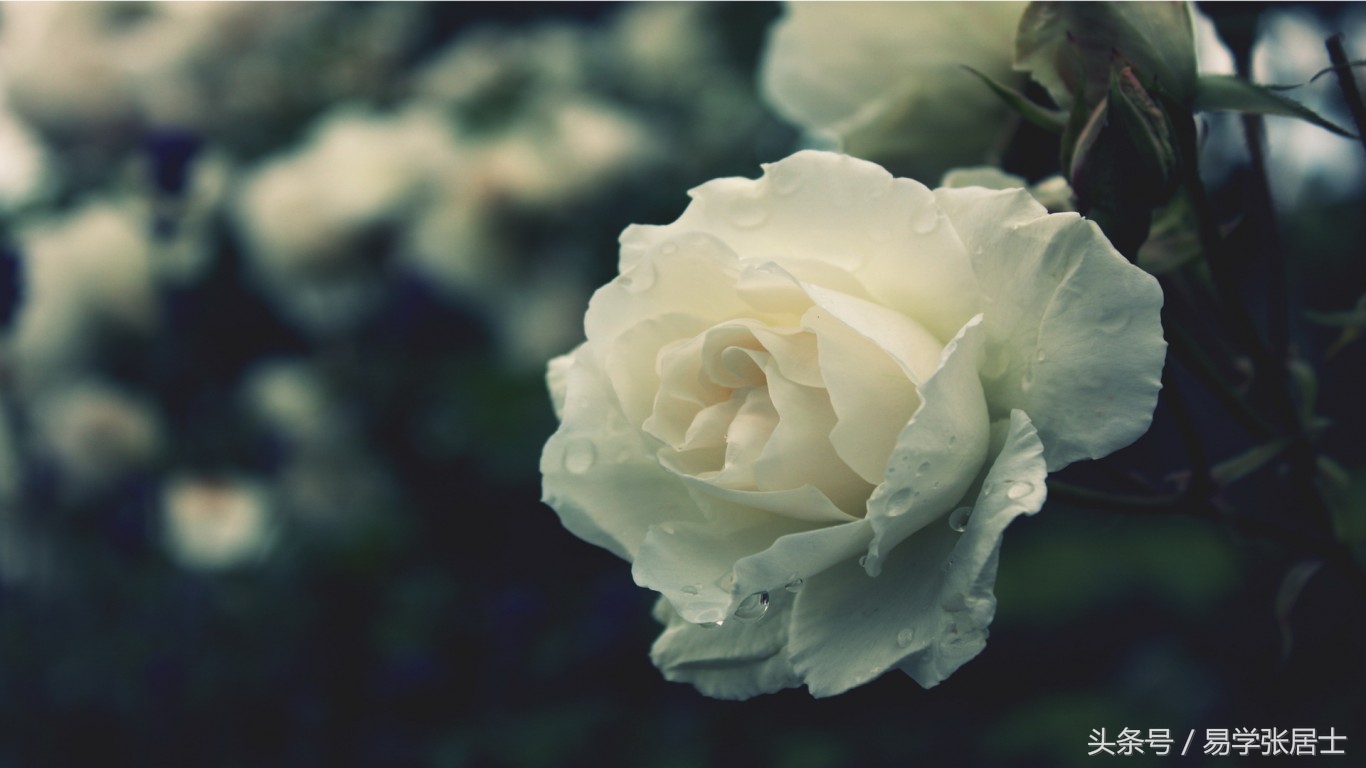 枯萎的白玫瑰的花语,白玫瑰的花语我足够与你相配