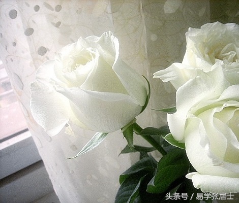 枯萎的白玫瑰的花语,白玫瑰的花语我足够与你相配