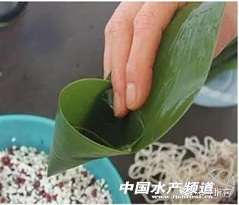 海鲜粽子一定要干海鲜吗,海鲜粽子需要什么材料
