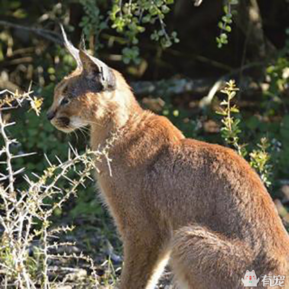 世界上最贵的十大宠物你知道几个 (最贵的宠物乌龟品种)