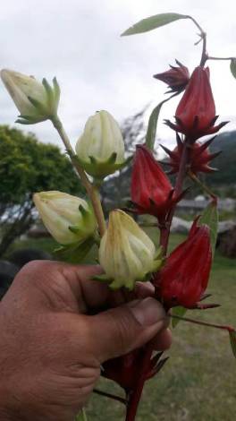 有阳光的日子，都不辜负｜听台商李贤治在川“务农”的“庄园经”