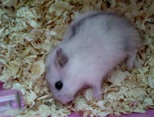 养仓鼠防止仓鼠生病,怎么照顾仓鼠仓鼠要注意哪些